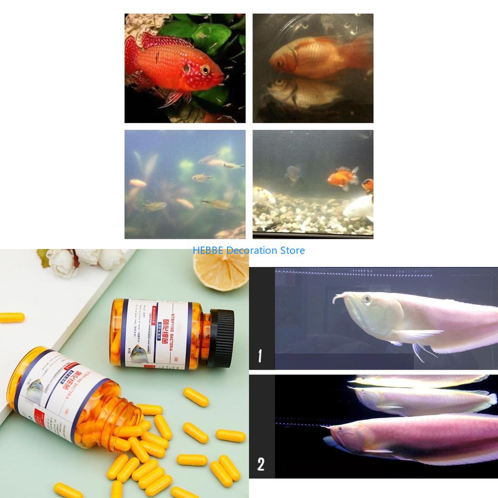 Aquarium Fish Medicine - B0KC 30/80 PCS 탱크 수족관 농축