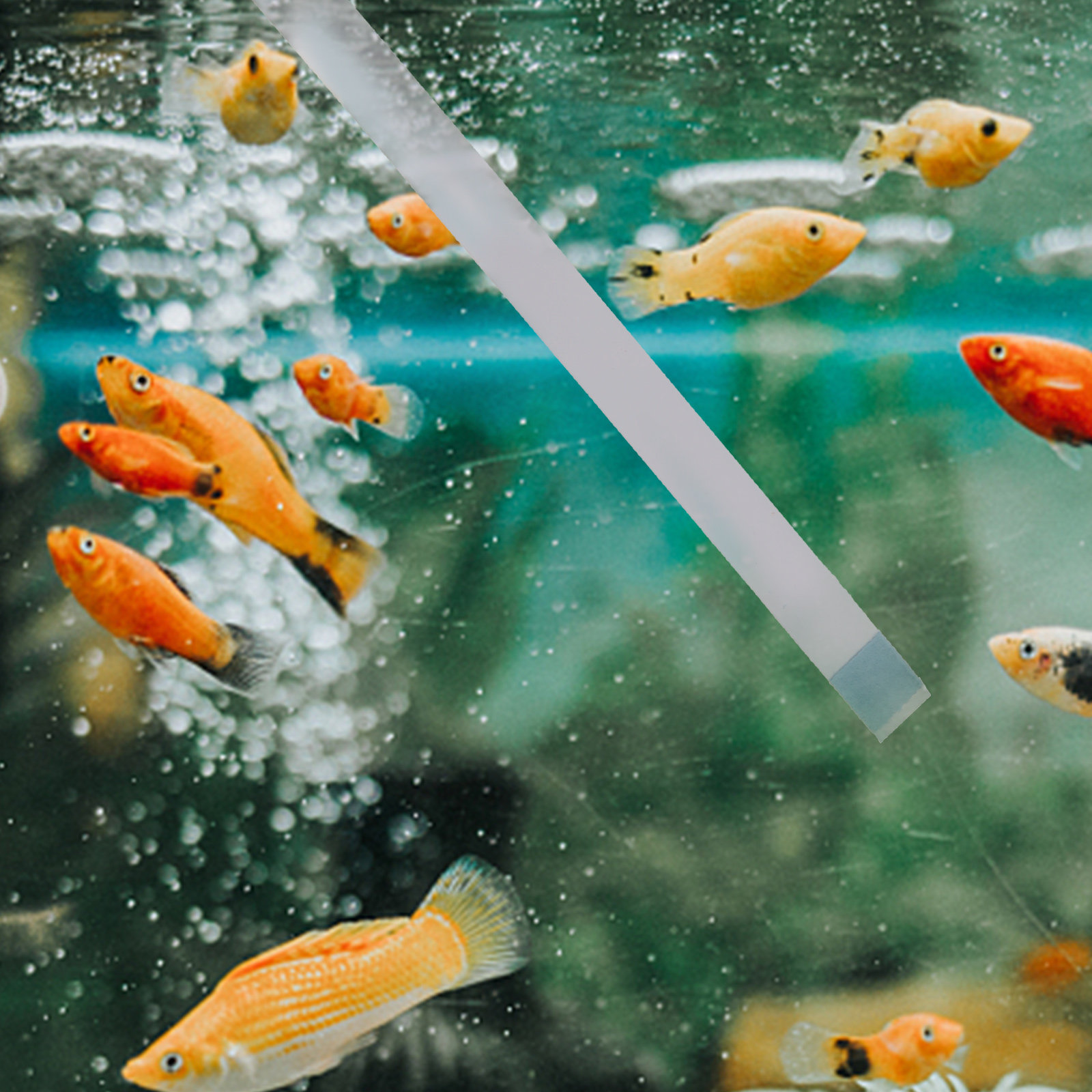 Aquarium Fish Pond - 수영장 테스트 스트립 온수 욕조 스파