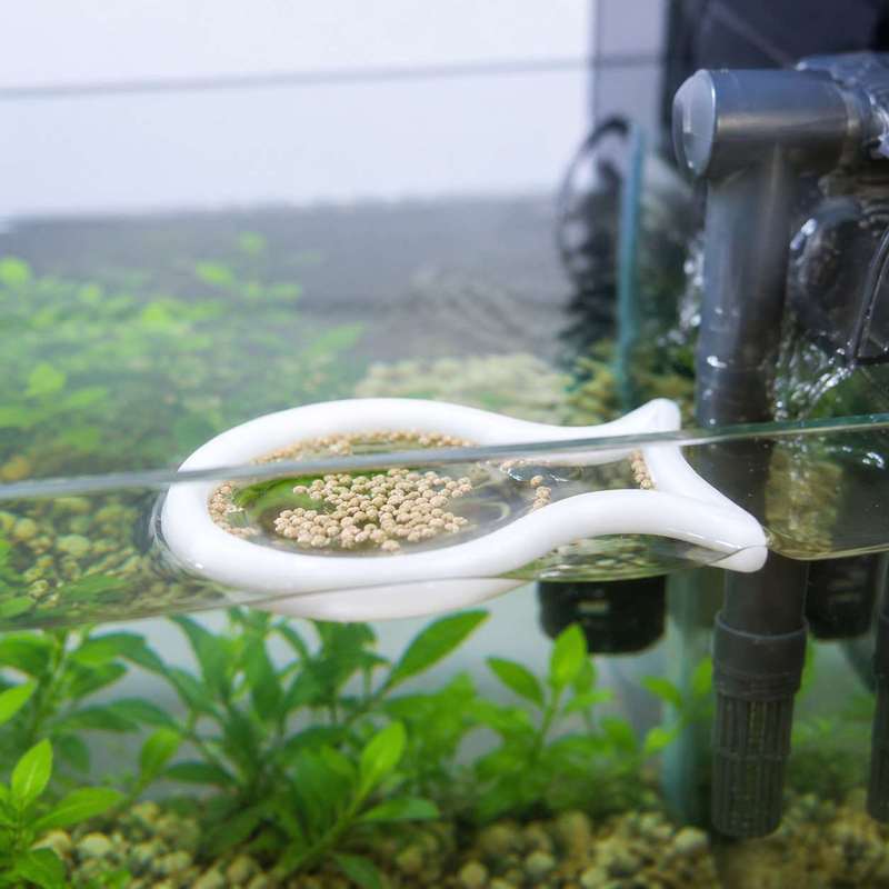 물고기 모양의 부유식 먹이 링, 어항 물고기 사료 집중 - Aquarium Fish Medicine 리뷰 및 가격