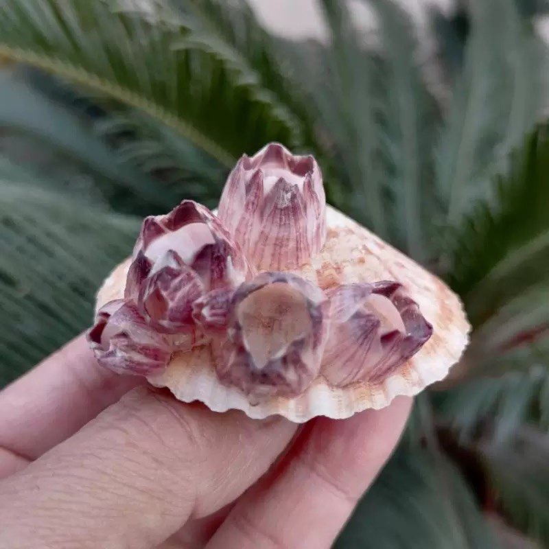 천연 소라 껍데기 보라색 바나클 가리비 기생어 수조 어 - Aquarium Fish Parasites 리뷰 및 가격