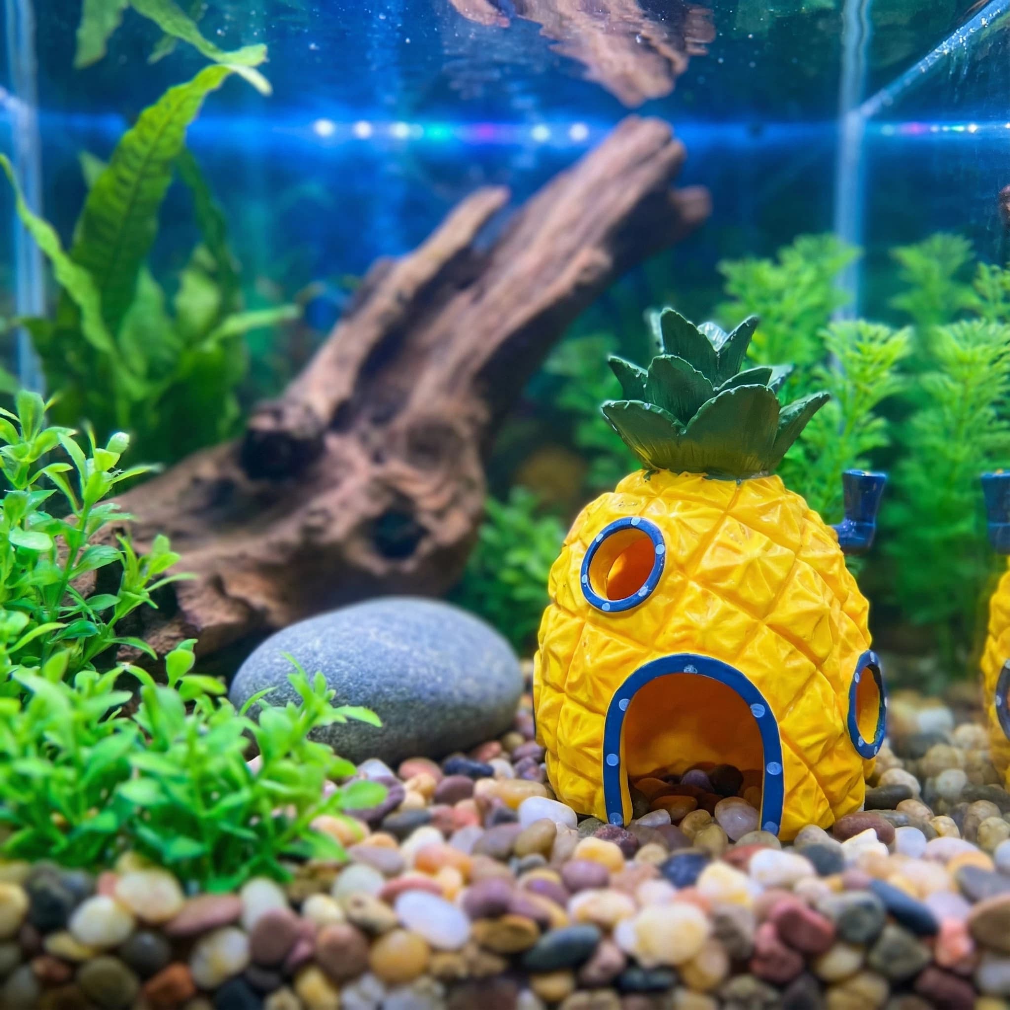 파인애플 하우스 수족관 장식, 친환경 레진 숨는 동굴, - Aquarium Fish Hideout 리뷰 및 가격