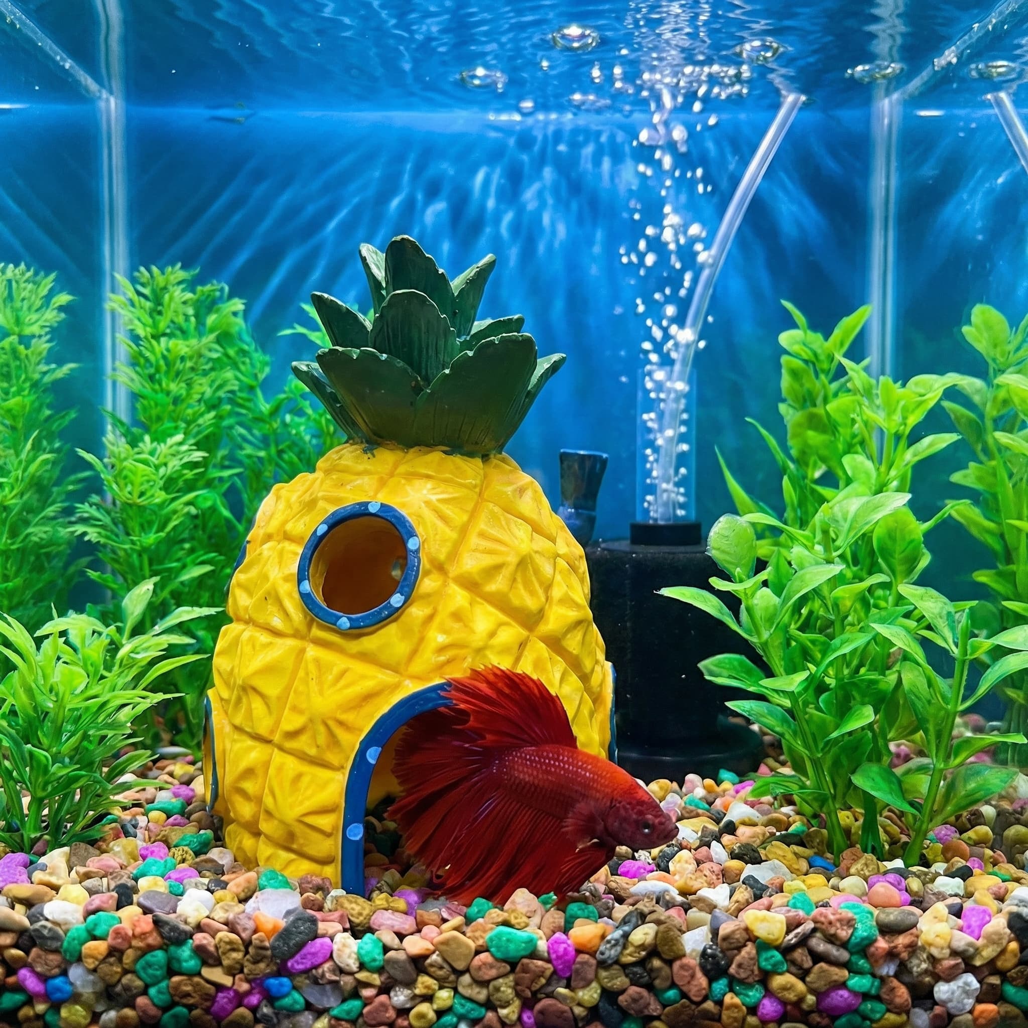 파인애플 하우스 수족관 장식, 친환경 레진 숨는 동굴, - Aquarium Fish Hideout 리뷰 및 가격